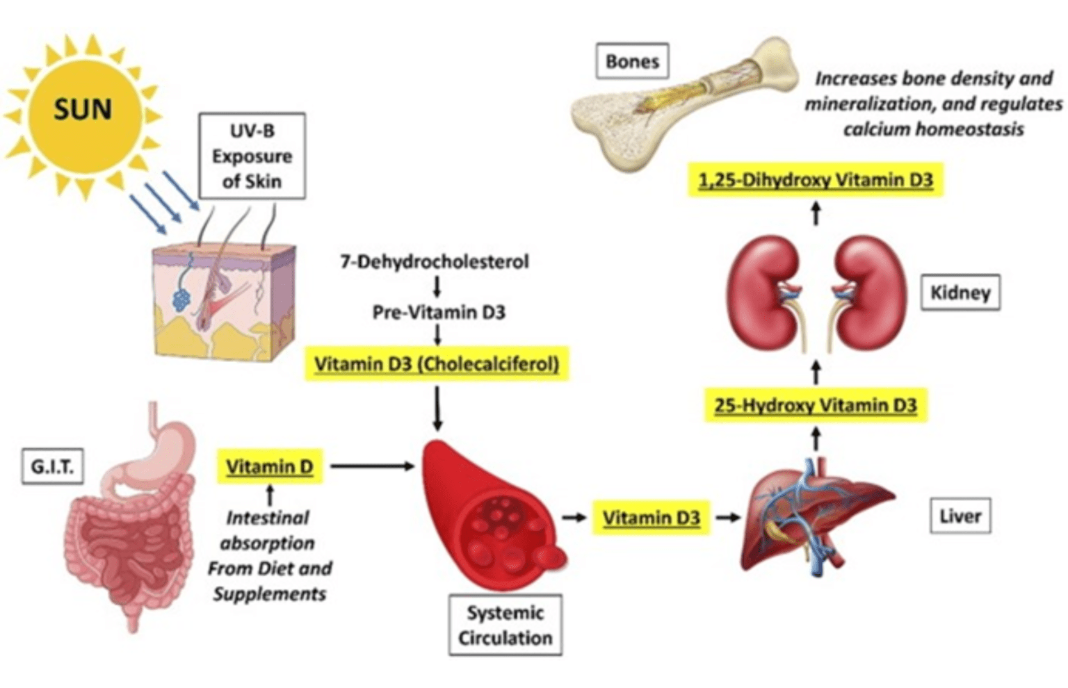 The Impact of Vitamin D Deficiency on Bones and Teeth Crossroads